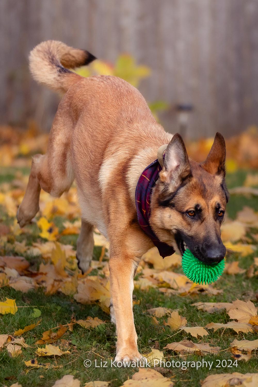 Mia, a Adopted German Shepherd Dog in Rochester, NY image 4/6