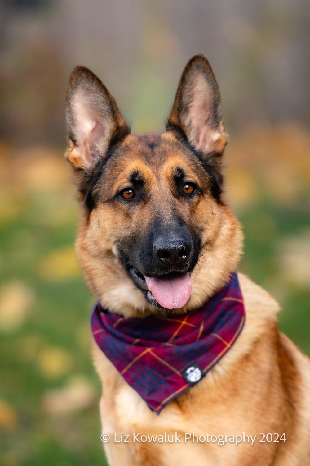 Mia, a Adopted German Shepherd Dog in Rochester, NY image 1/6