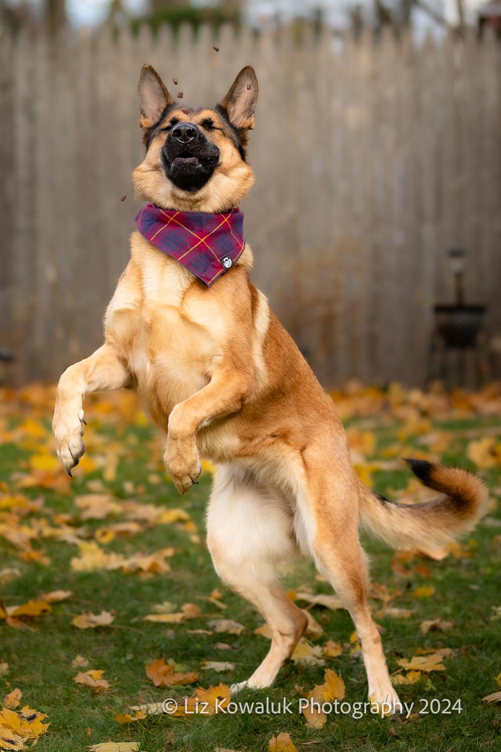 Mia, a Adopted German Shepherd Dog in Rochester, NY image 5/6