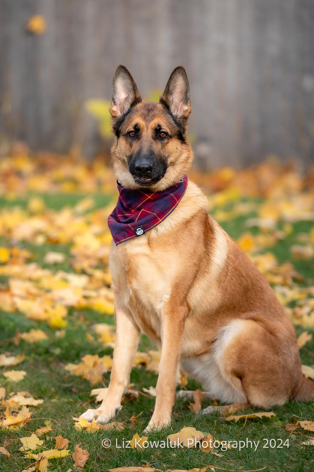 Mia, a Adopted German Shepherd Dog in Rochester, NY image 6/6