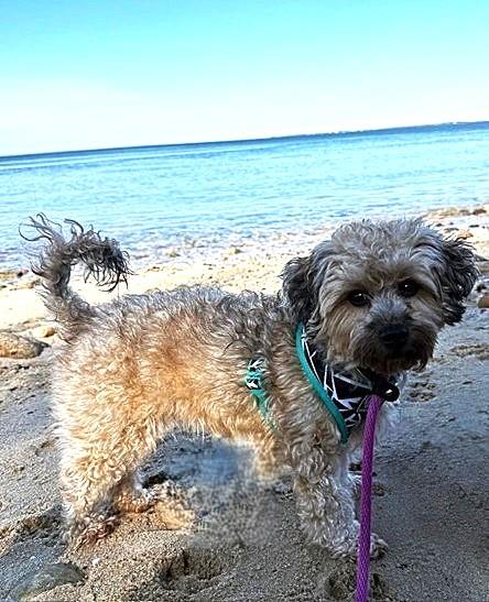 Enlarge Eleven, an adopted mixed breed in Huntington, NY image 1/1