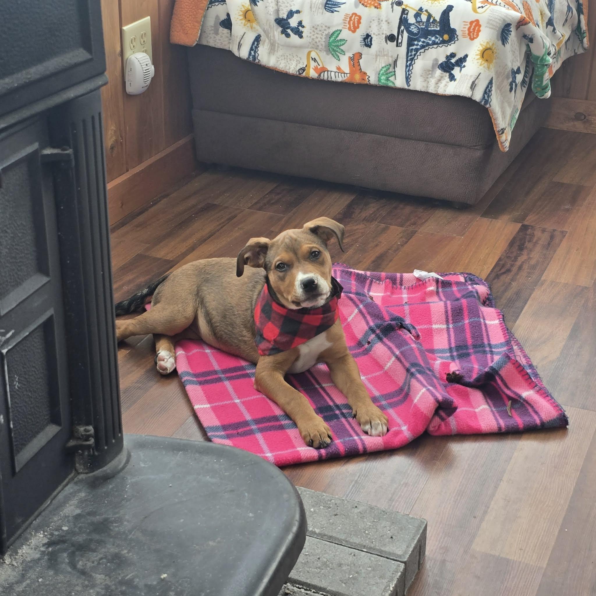 Ruth the Mixed Breed Pup, Adoptable, Puppy Female Boxer & Hound.