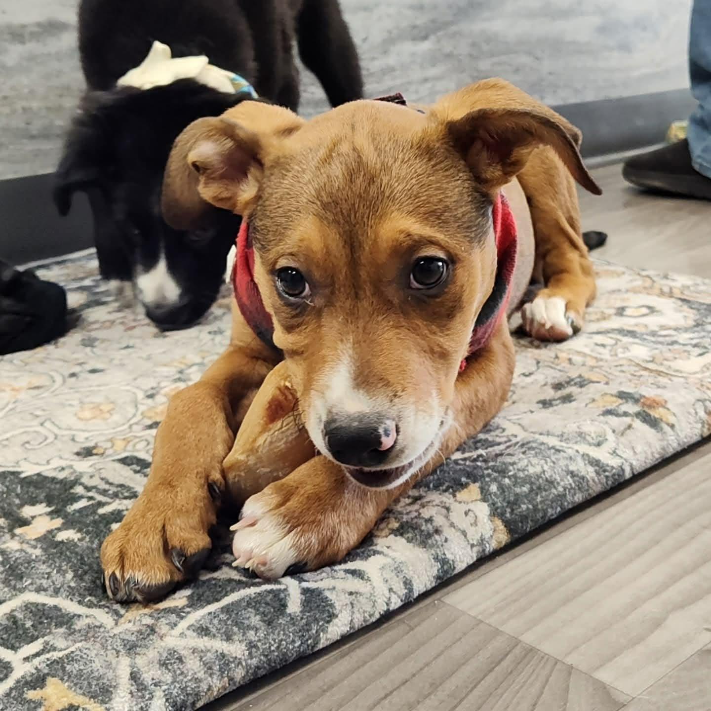 Enlarge Ruth the Mixed Breed Pup, a Adoptable mixed breed in Muskego, WI image 6/6