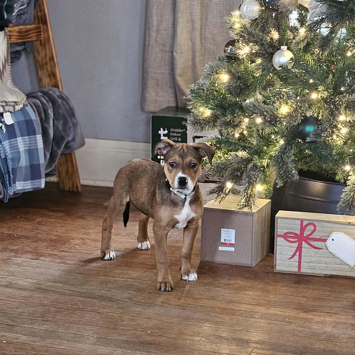 Enlarge Ruth the Mixed Breed Pup, a Adoptable mixed breed in Muskego, WI image 4/6