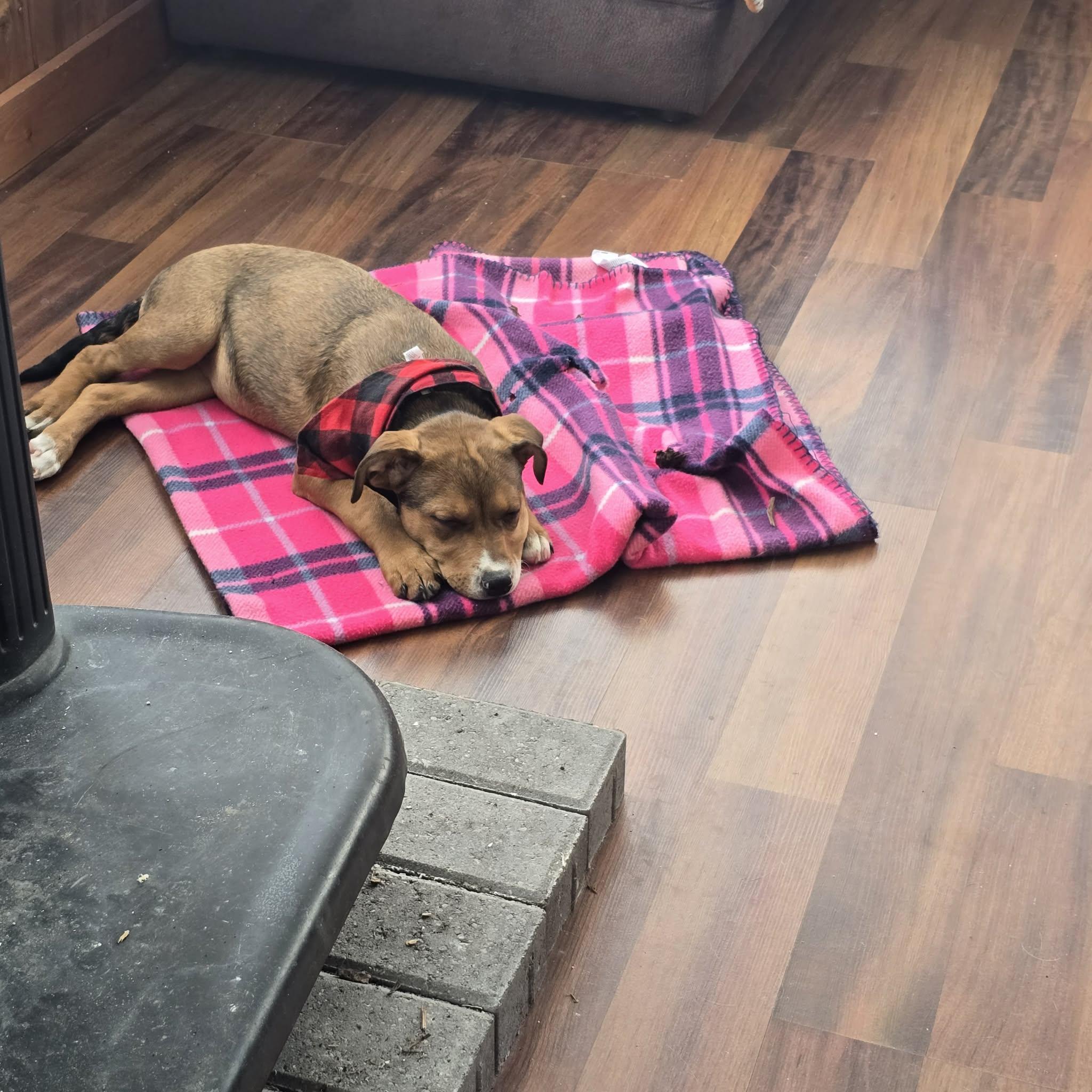 Enlarge Ruth the Mixed Breed Pup, a Adoptable mixed breed in Muskego, WI image 5/6