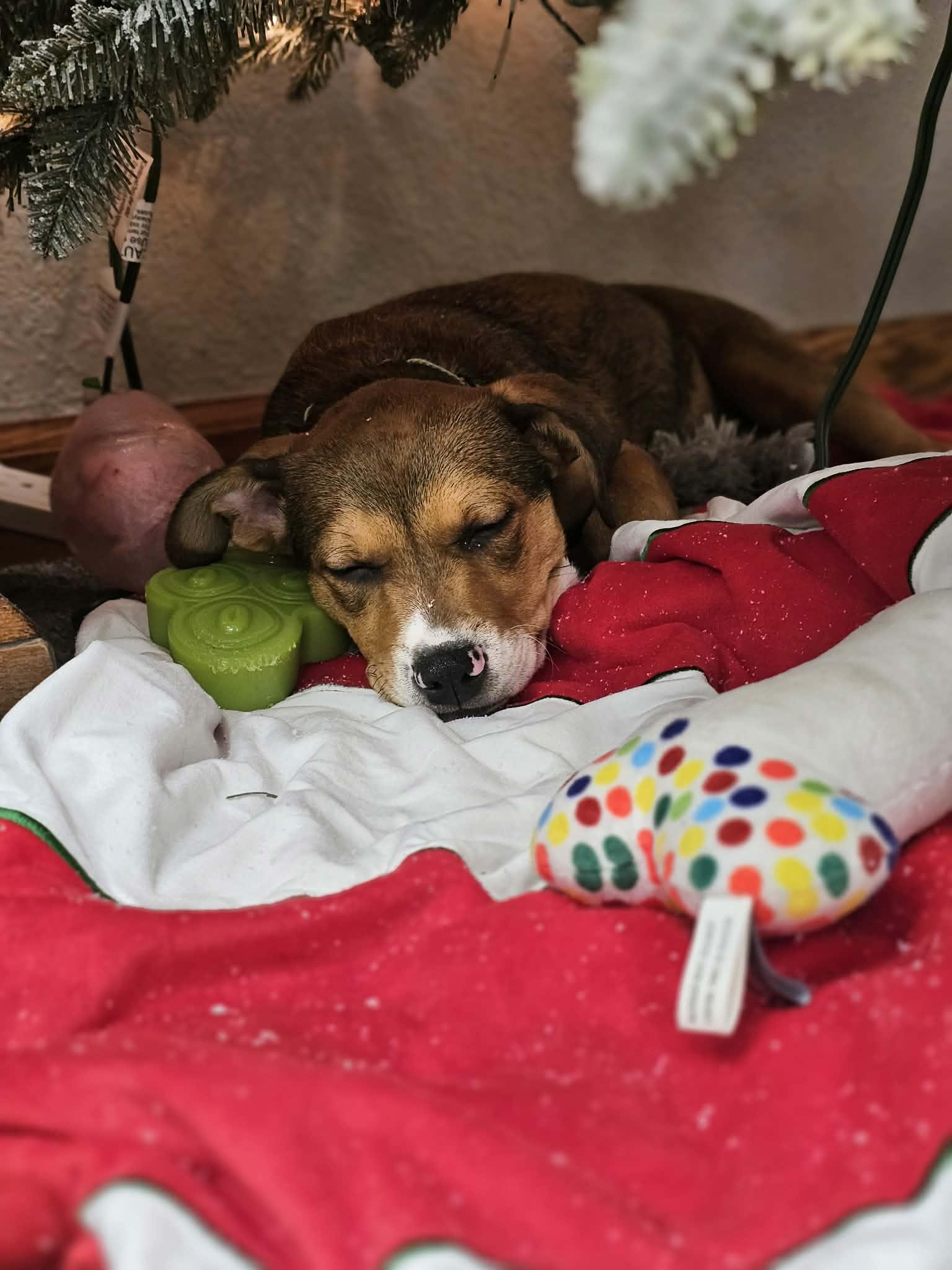 Enlarge Ruth the Mixed Breed Pup, a Adoptable mixed breed in Muskego, WI image 3/6