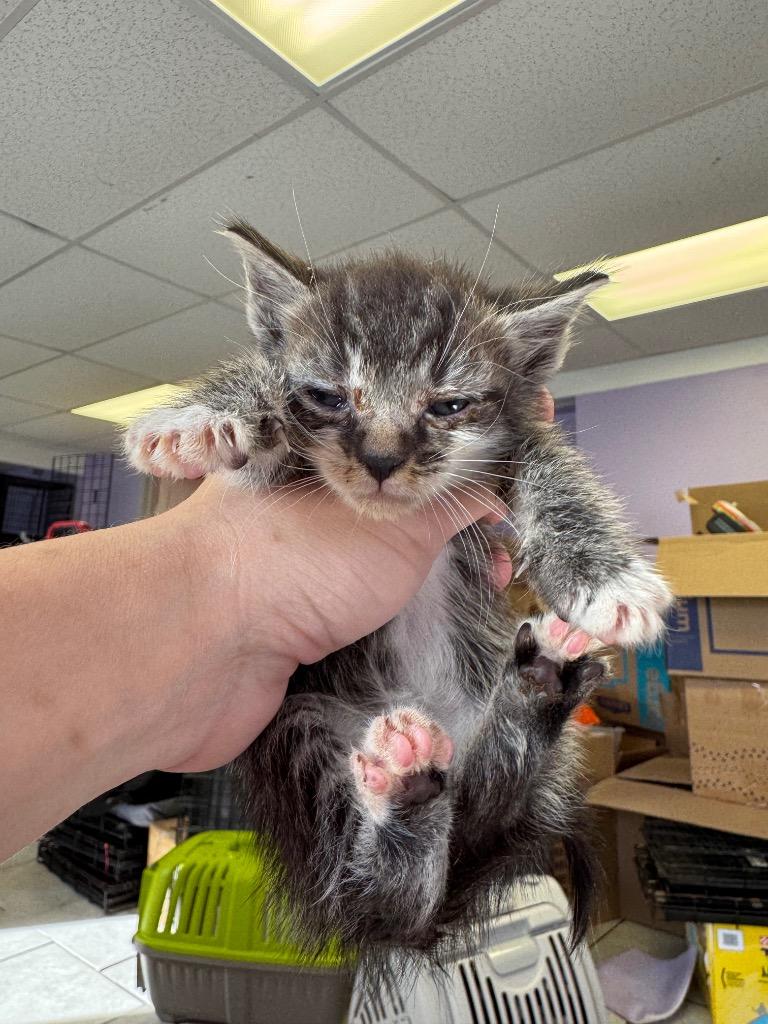 Paw McCatney, Adoptable, Kitten Male Domestic Short Hair.