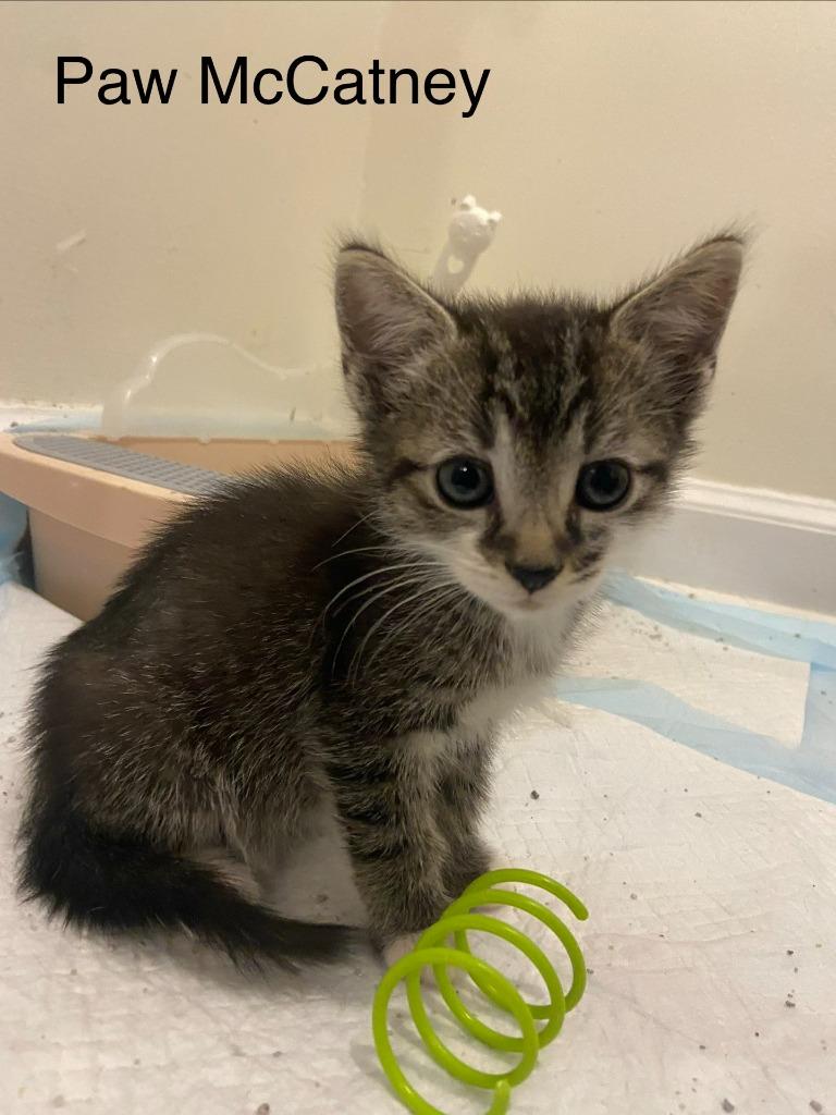 Paw McCatney, a Adoptable mixed breed in Johnson City, TN image 2/5