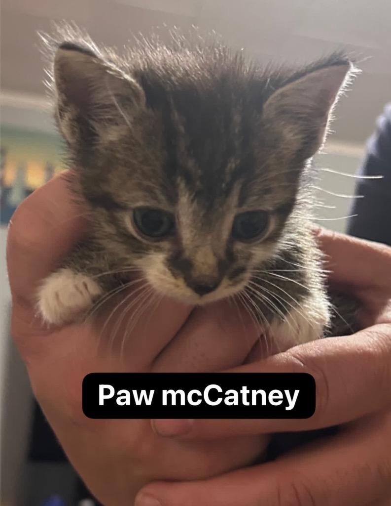 Paw McCatney, a Adoptable mixed breed in Johnson City, TN image 4/5