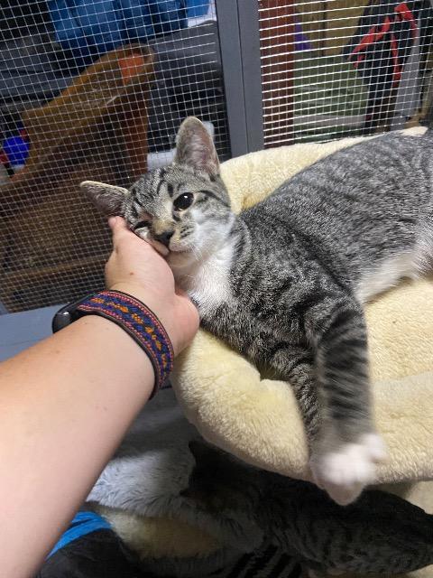 Enlarge Paw McCatney, a Adoptable mixed breed in Johnson City, TN image 5/6