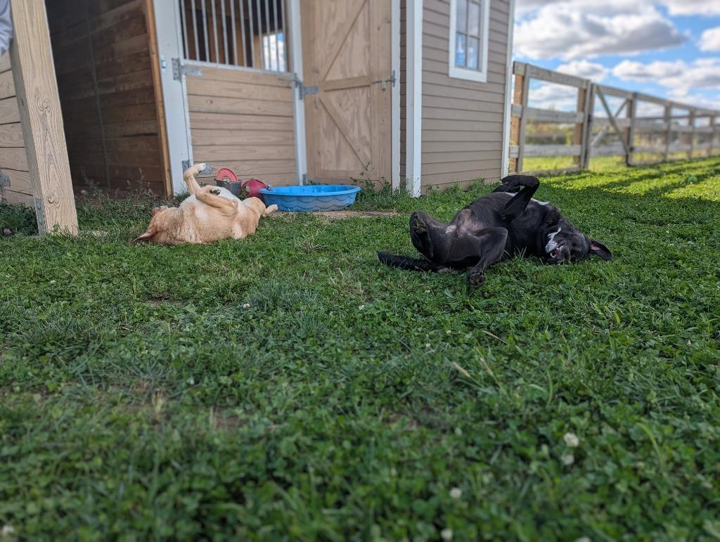 Terry, a Adoptable mixed breed in Greenfield, IN image 1/5