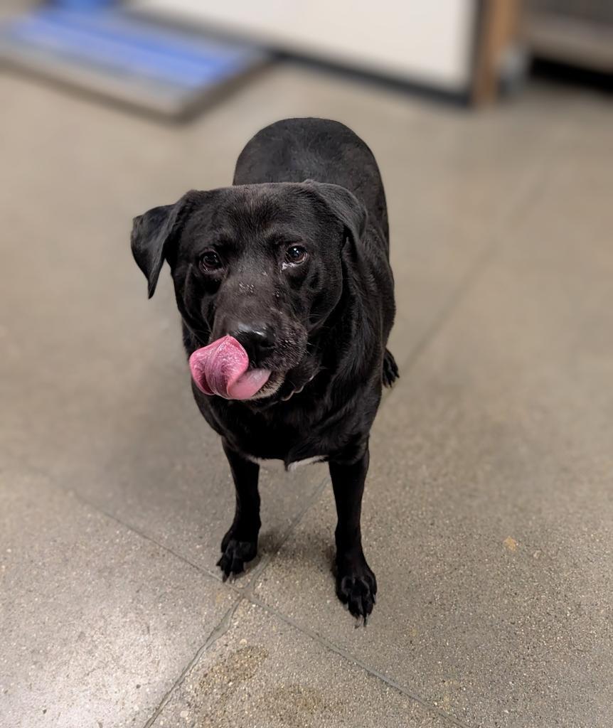 Terry, a Adoptable mixed breed in Greenfield, IN image 2/5