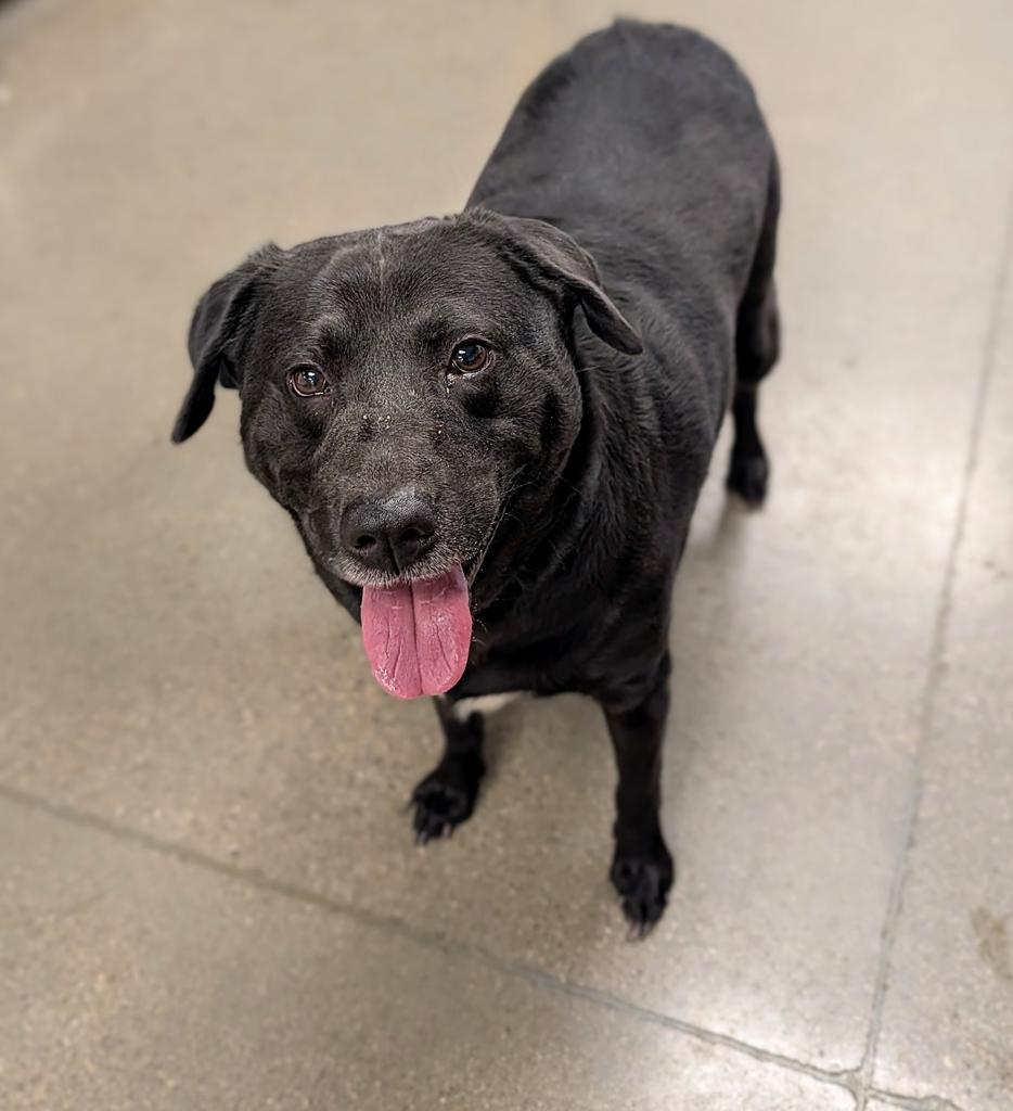 Terry, a Adoptable mixed breed in Greenfield, IN image 3/5