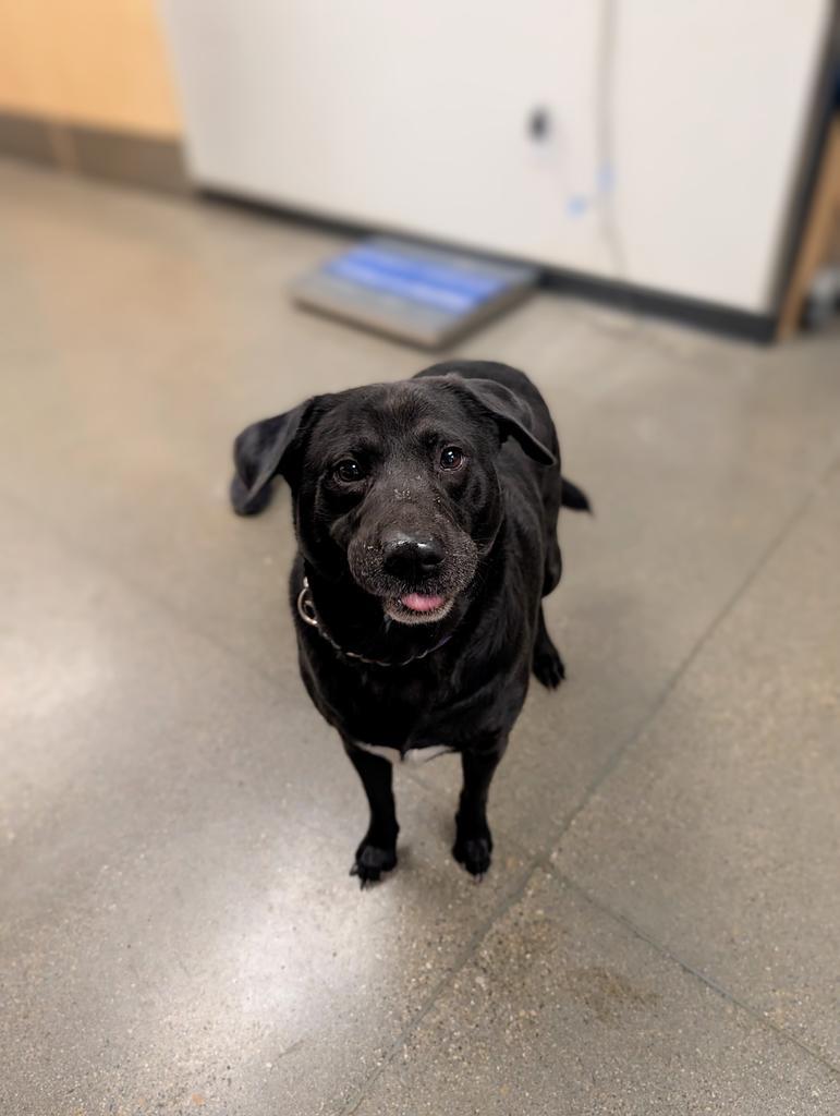 Terry, a Adoptable mixed breed in Greenfield, IN image 4/5