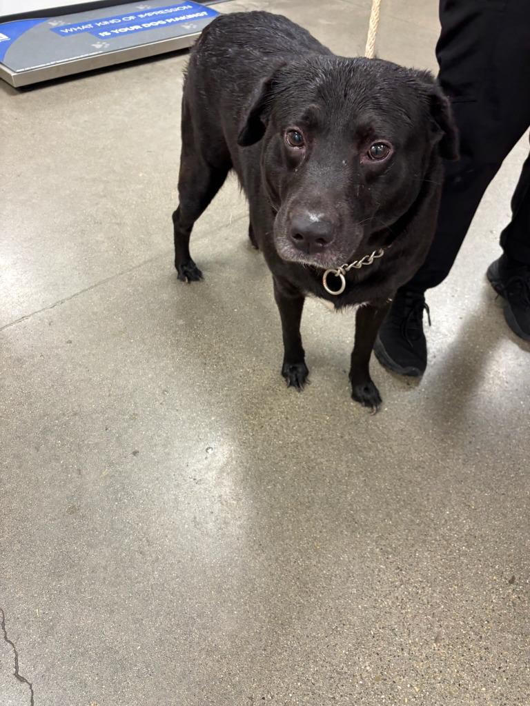 Terry, a Adoptable mixed breed in Greenfield, IN image 5/5