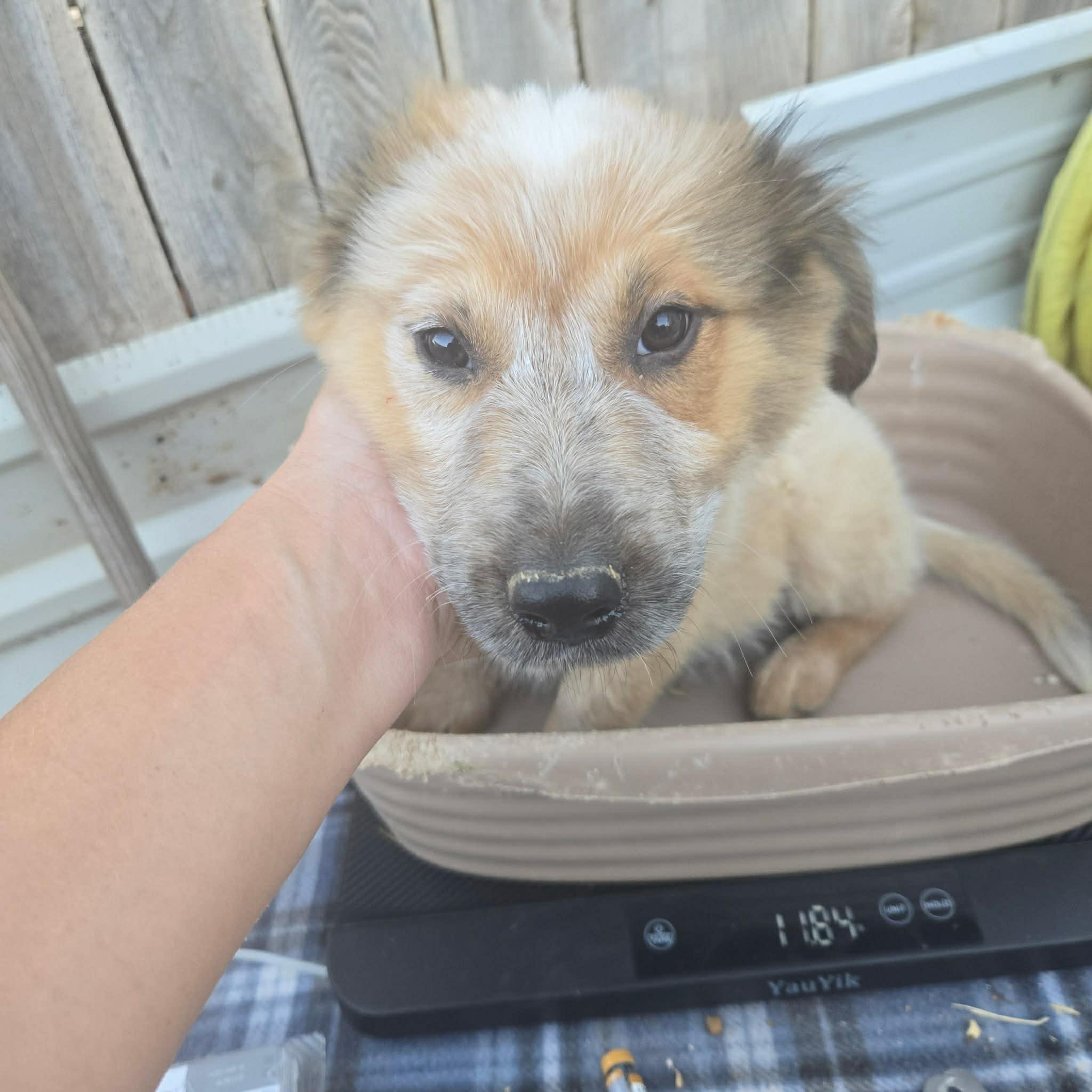 Enlarge Benji, a ADOPTABLE mixed breed in Uxbridge, MA image 1/1