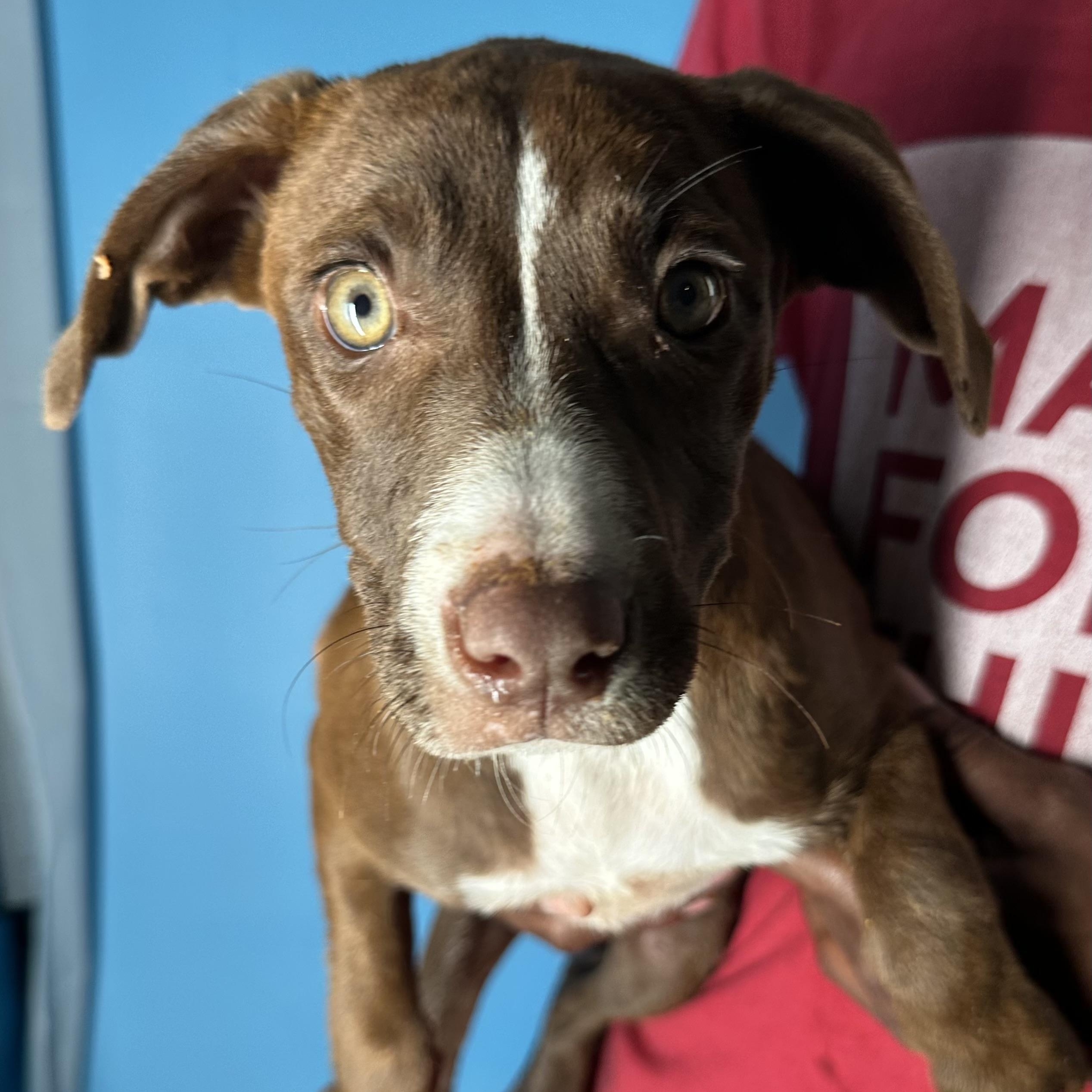 Lacy - Local April 10-12, adoptable, Puppy Female Labrador Retriever & Great Dane.