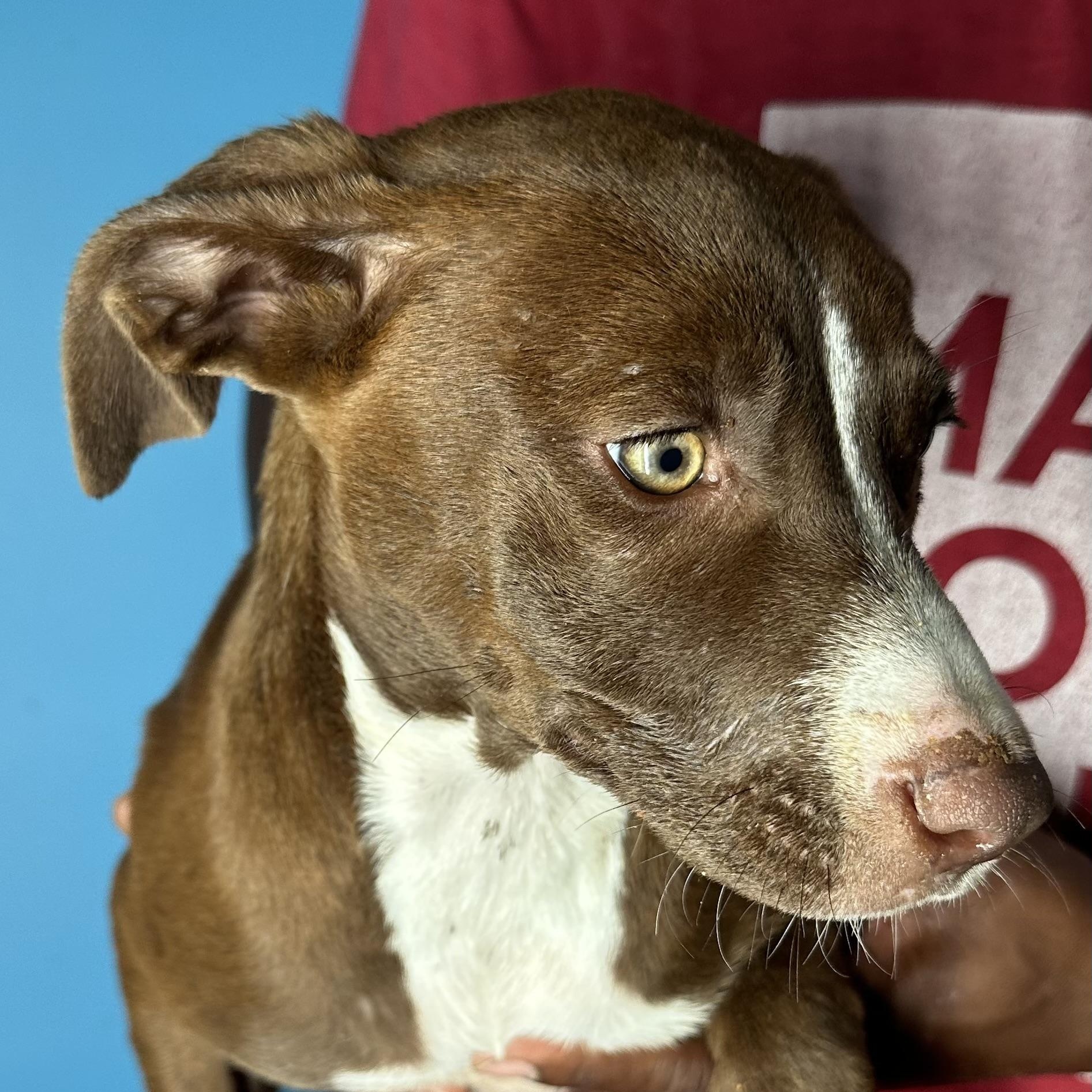 Enlarge Lacy - Local April 10-12, an adoptable mixed breed in Westerly, RI image 4/4