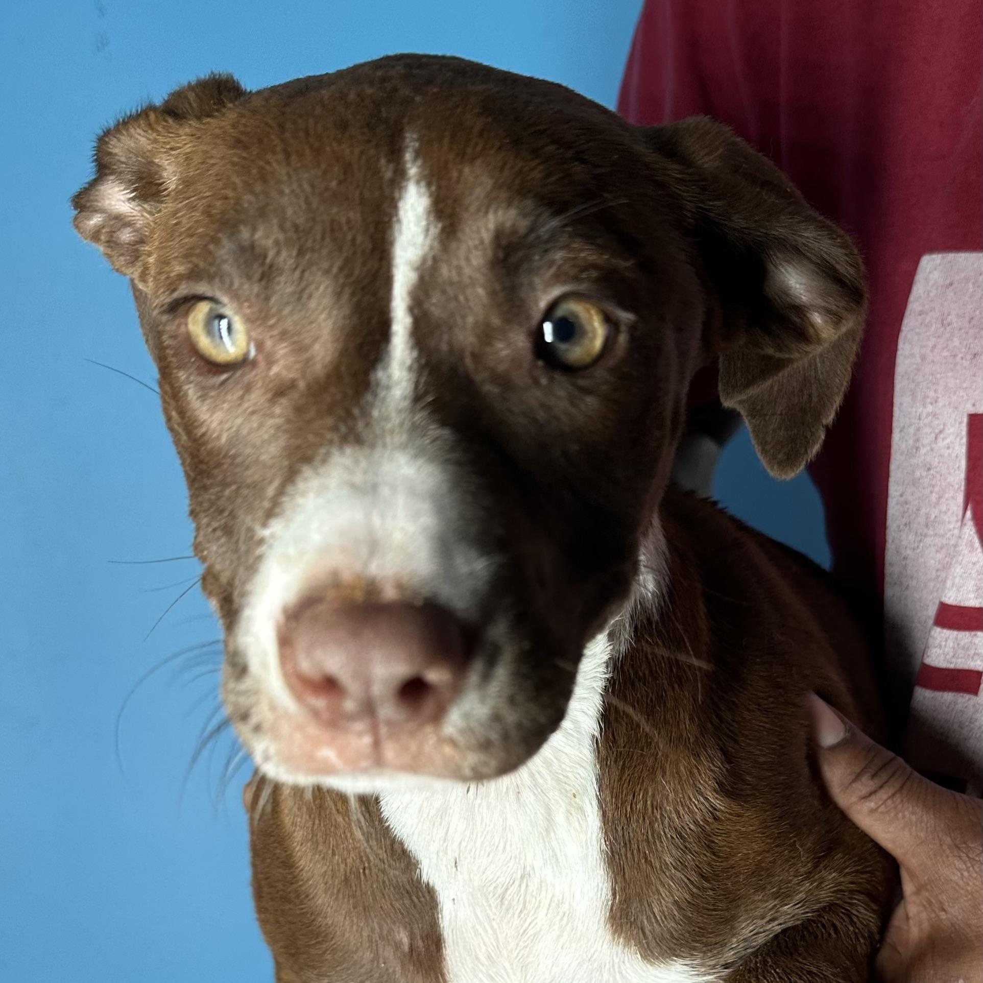 Enlarge Lacy - Local April 10-12, an adoptable mixed breed in Westerly, RI image 3/4