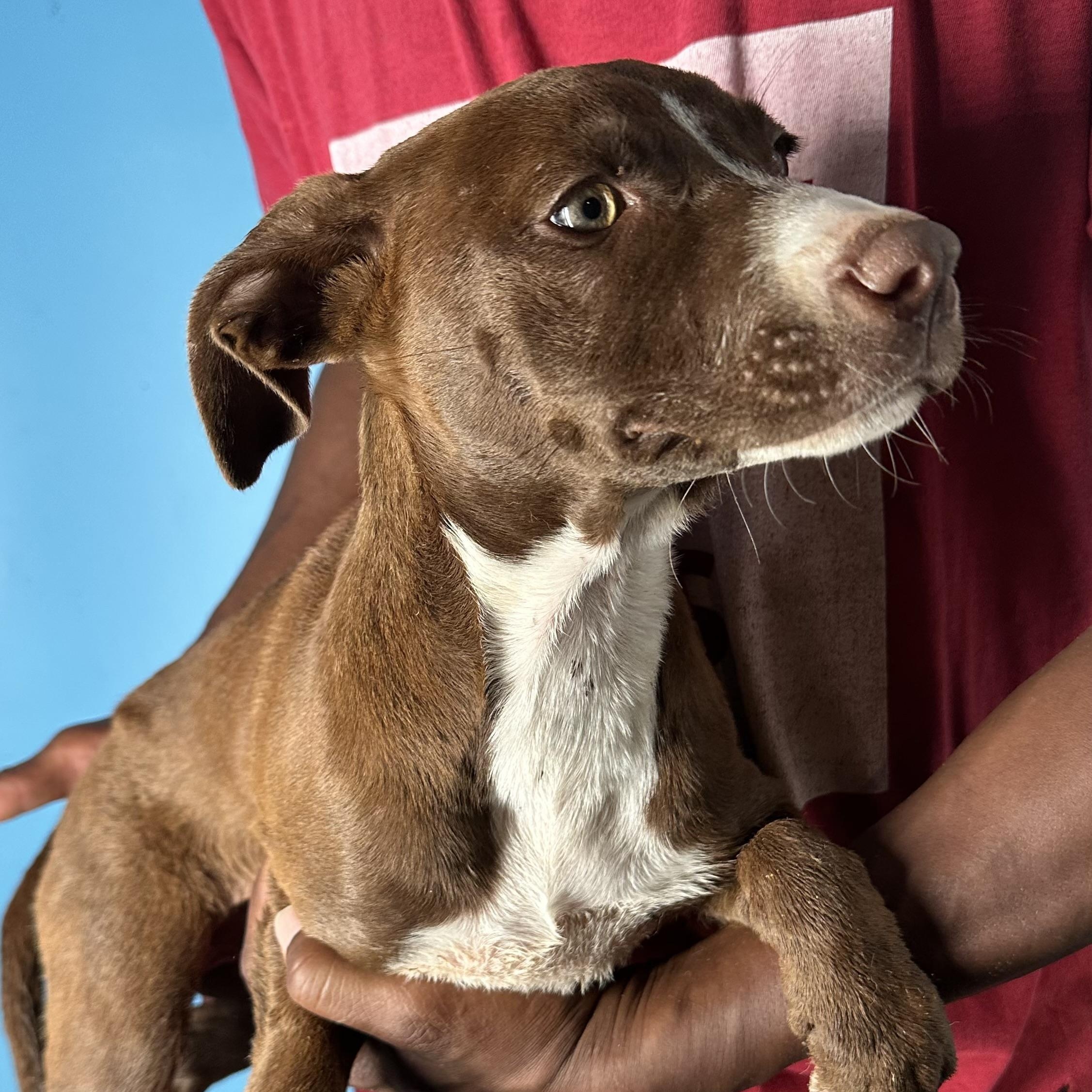 Enlarge Lacy - Local April 10-12, an adoptable mixed breed in Westerly, RI image 2/4