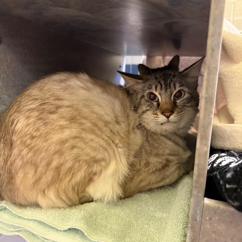 Cloudy Cat and Lightning, Adoptable, Adult Male Domestic Medium Hair.