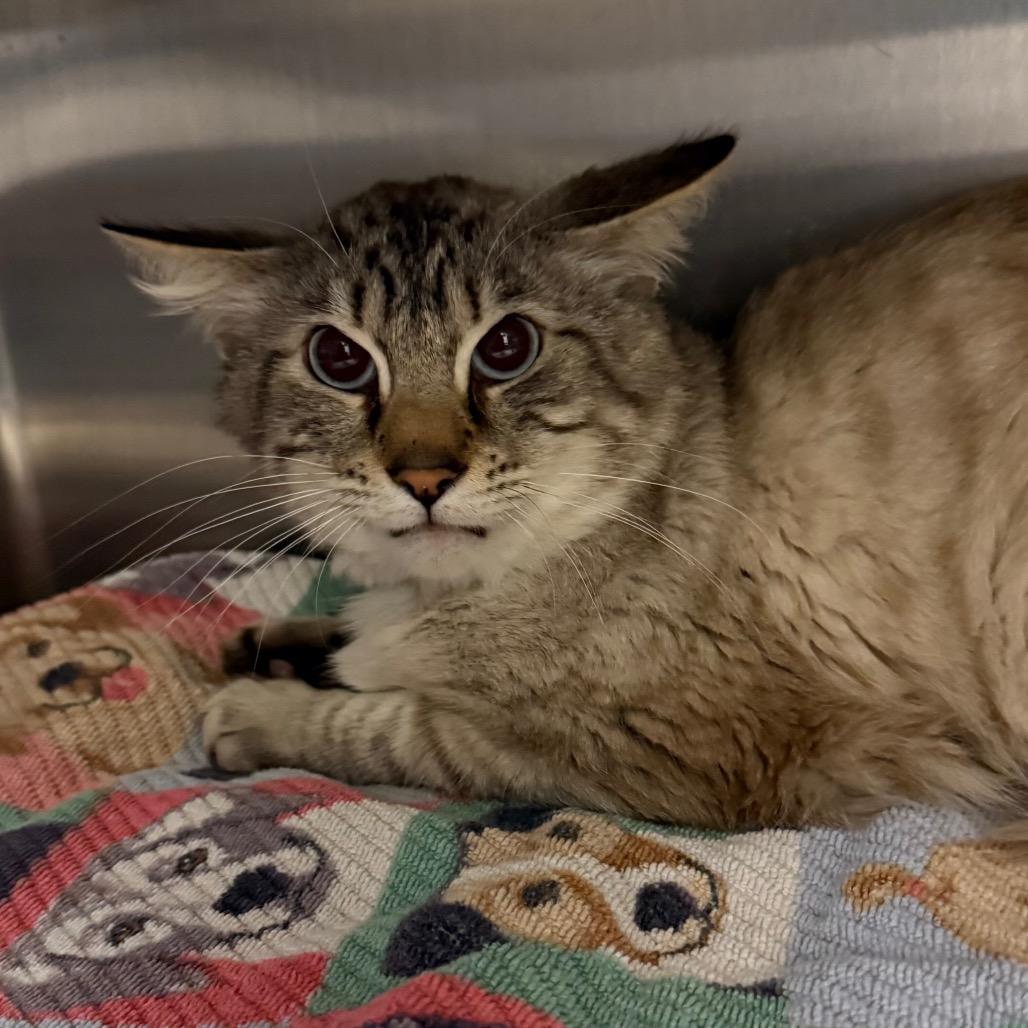 Enlarge Cloudy Cat and Lightning, a Adoptable Domestic Medium Hair in Pittsburgh, PA image 2/5