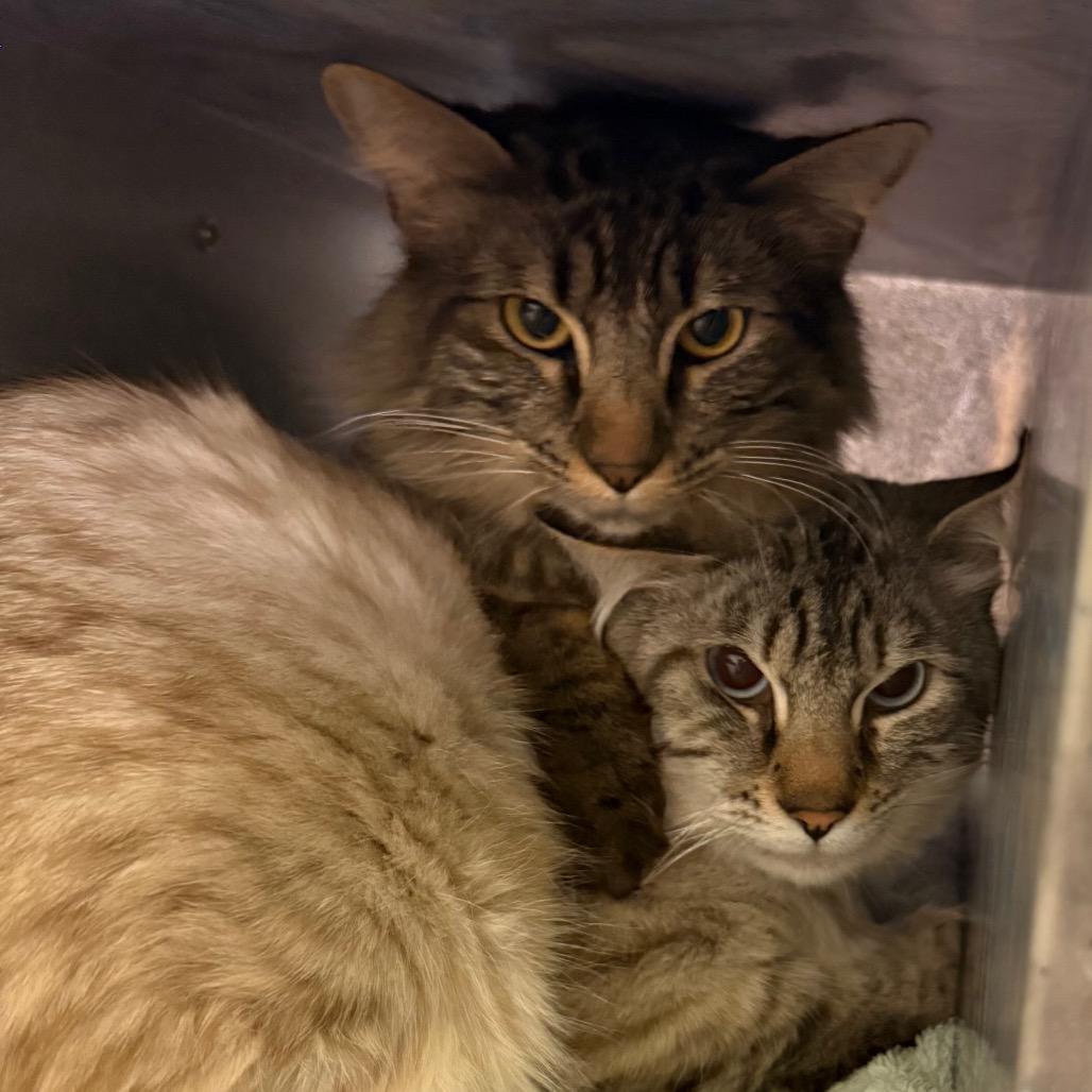 Enlarge Cloudy Cat and Lightning, a Adoptable Domestic Medium Hair in Pittsburgh, PA image 3/5