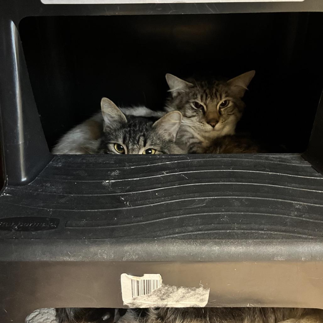 Enlarge Cloudy Cat and Lightning, a Adoptable Domestic Medium Hair in Pittsburgh, PA image 4/5