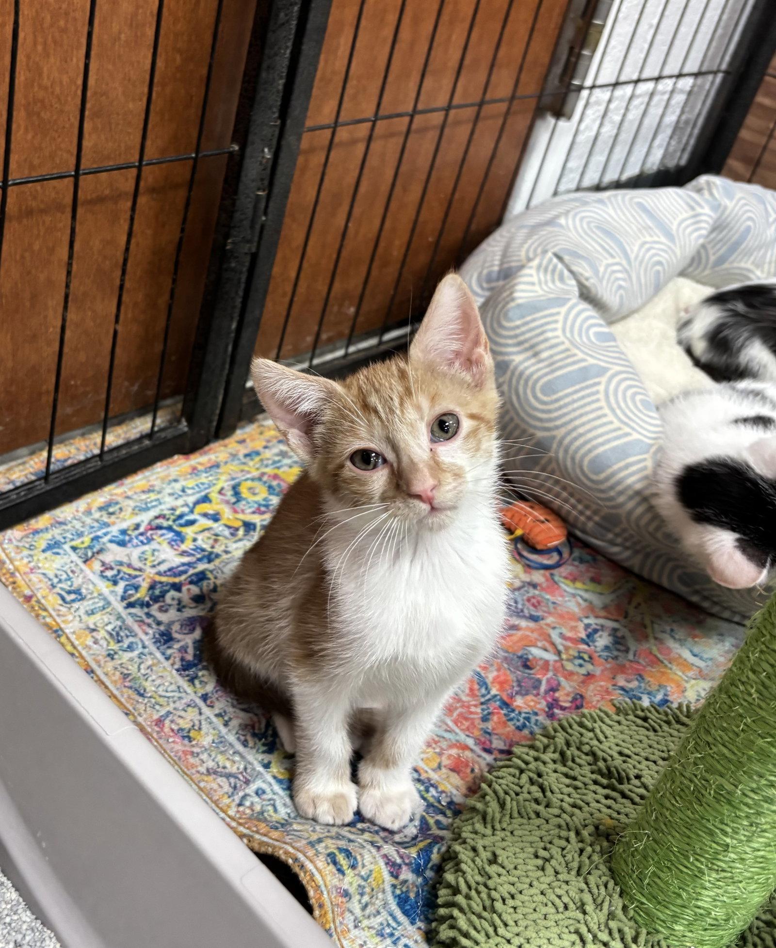 MANICOTTI, Adoptable, Kitten Male Domestic Short Hair.