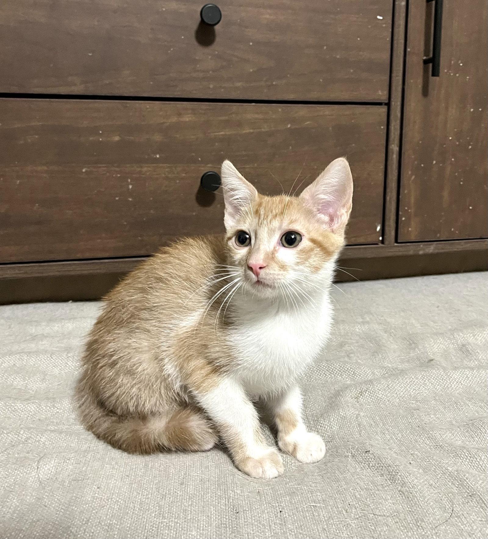 Enlarge MANICOTTI, a Adoptable Domestic Short Hair in Southaven, MS image 3/3