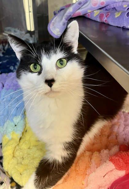 Penelope, Adoptable, Young Female Domestic Short Hair.