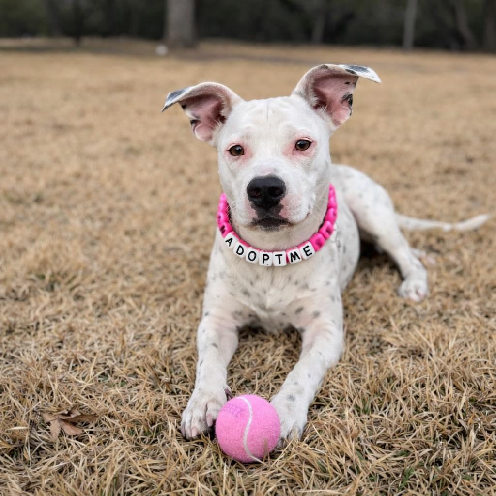 Sweetie, adopted, Puppy Female Pit Bull Terrier & Dalmatian.