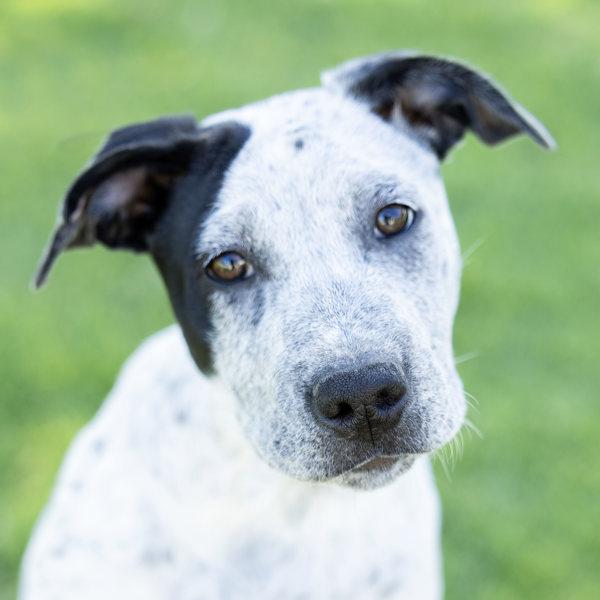 Fiona, Adoptable, Puppy Female Australian Cattle Dog / Blue Heeler & Pit Bull Terrier.