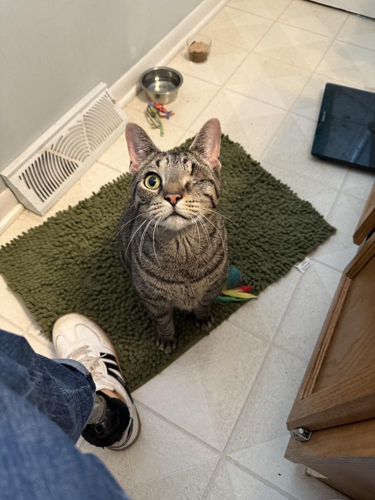 Enlarge Oz (25-215 C), a Adoptable Domestic Short Hair in Lansing, MI image 1/6