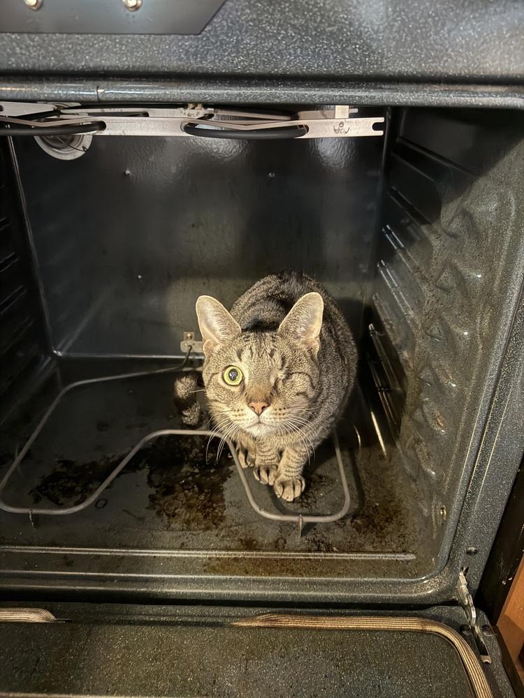 Enlarge Oz (25-215 C), a Adoptable Domestic Short Hair in Lansing, MI image 2/6