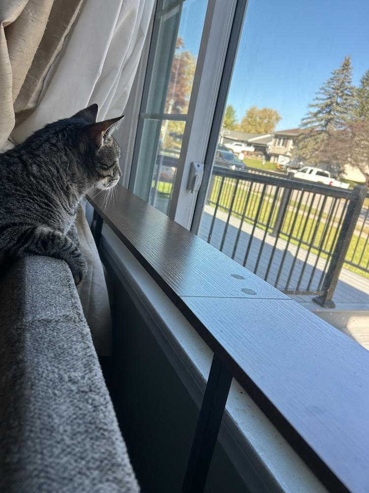 Enlarge Oz (25-215 C), a Adoptable Domestic Short Hair in Lansing, MI image 3/6