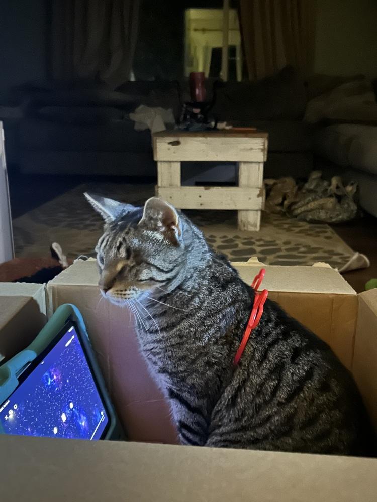 Enlarge Oz (25-215 C), a Adoptable Domestic Short Hair in Lansing, MI image 4/6