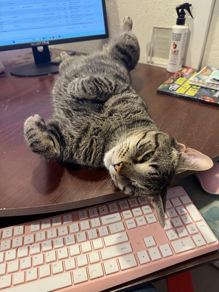 Enlarge Oz (25-215 C), a Adoptable Domestic Short Hair in Lansing, MI image 5/6