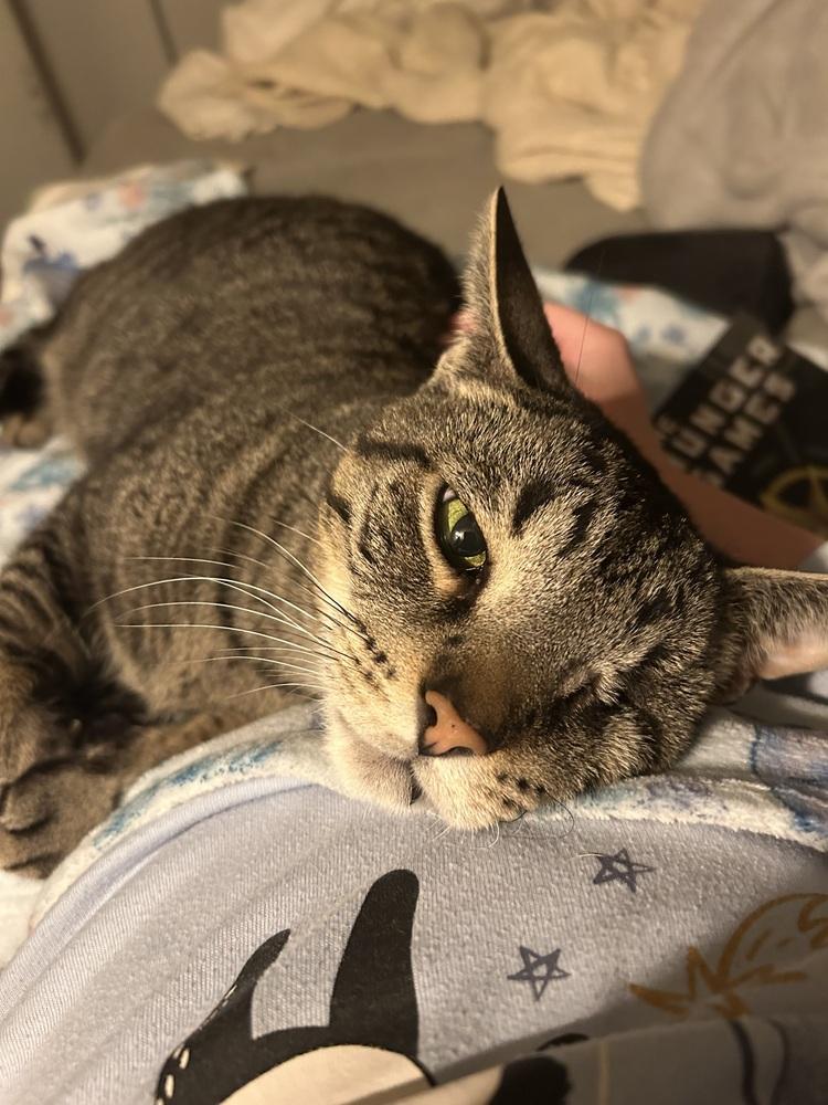 Enlarge Oz (25-215 C), a Adoptable Domestic Short Hair in Lansing, MI image 6/6