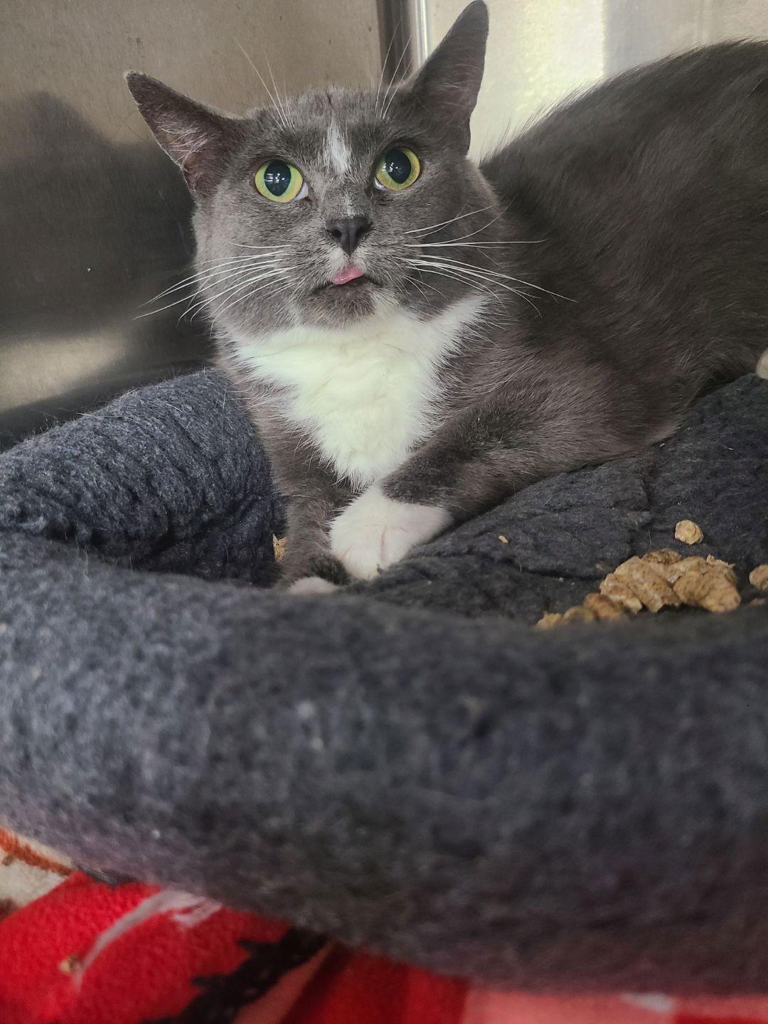 Bellatrix (FIV+), Adoptable, Adult Female Domestic Medium Hair.