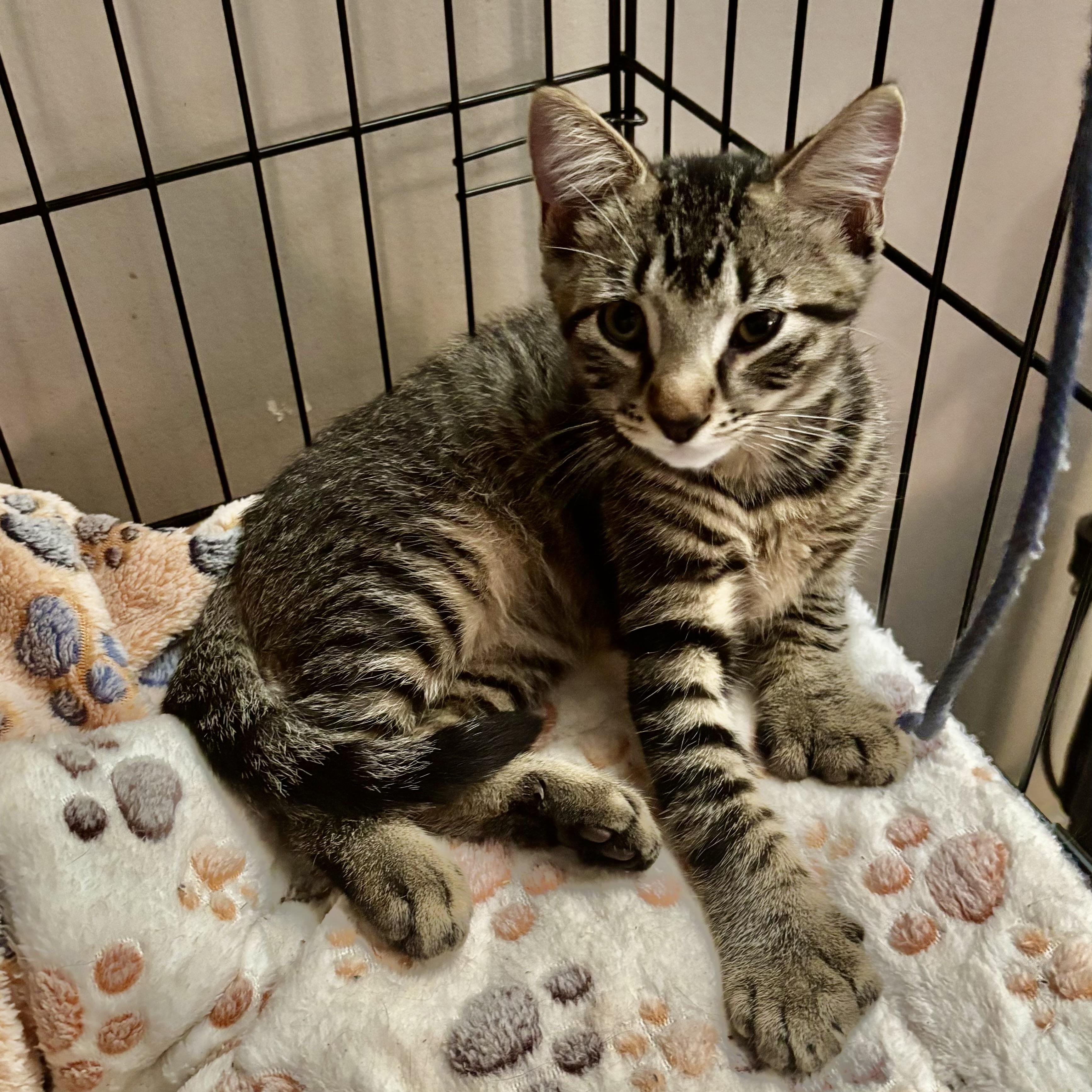 Enlarge Marty, a Adoptable Tabby in Albany, NY image 1/2