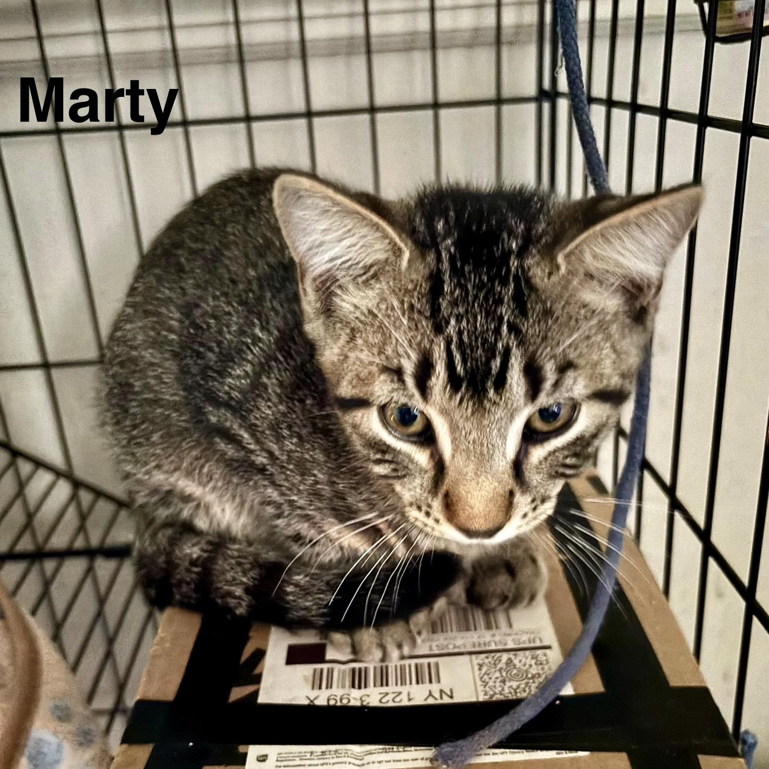 Enlarge Marty, a Adoptable Tabby in Albany, NY image 2/2