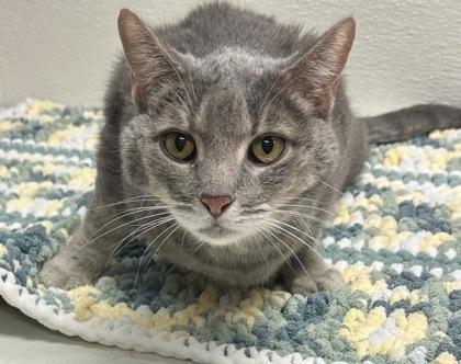 Cutie, Adoptable, Adult Female Domestic Short Hair & Domestic Short Hair.