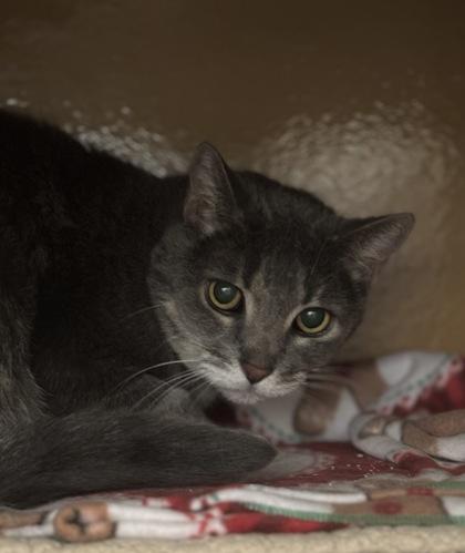 Enlarge Cutie, a Adoptable Domestic Short Hair in Phoenix, AZ image 1/2