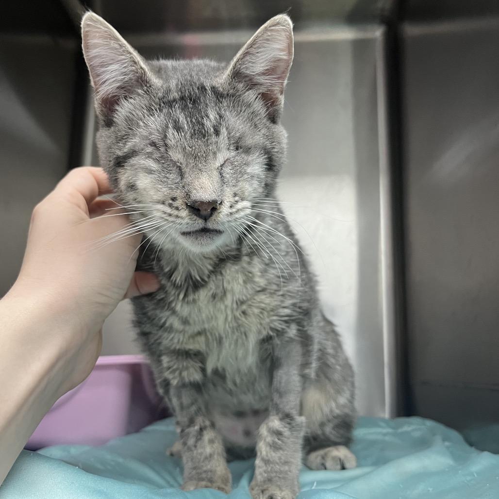 Kuiama — thumbnail 2