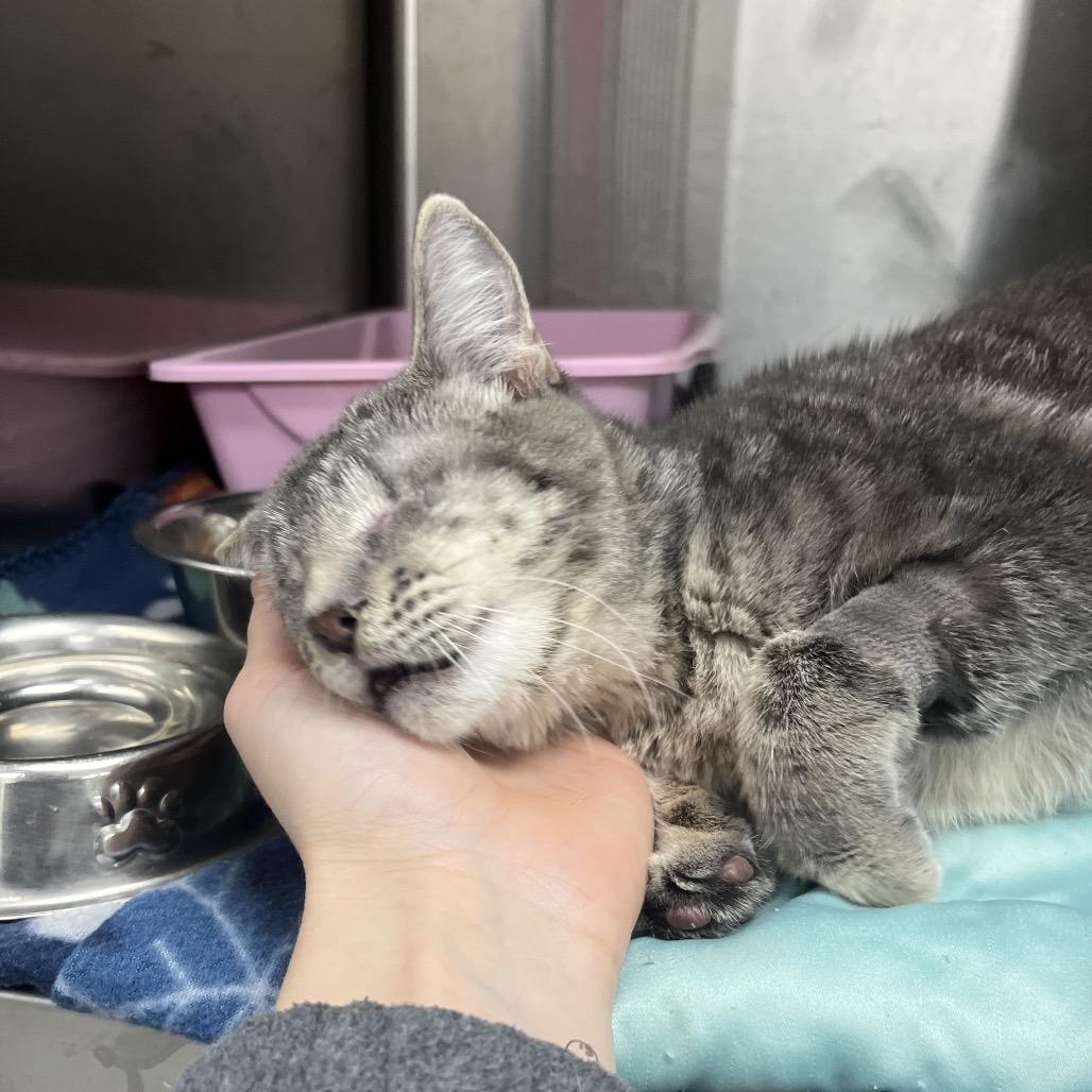 Kuiama — thumbnail 3