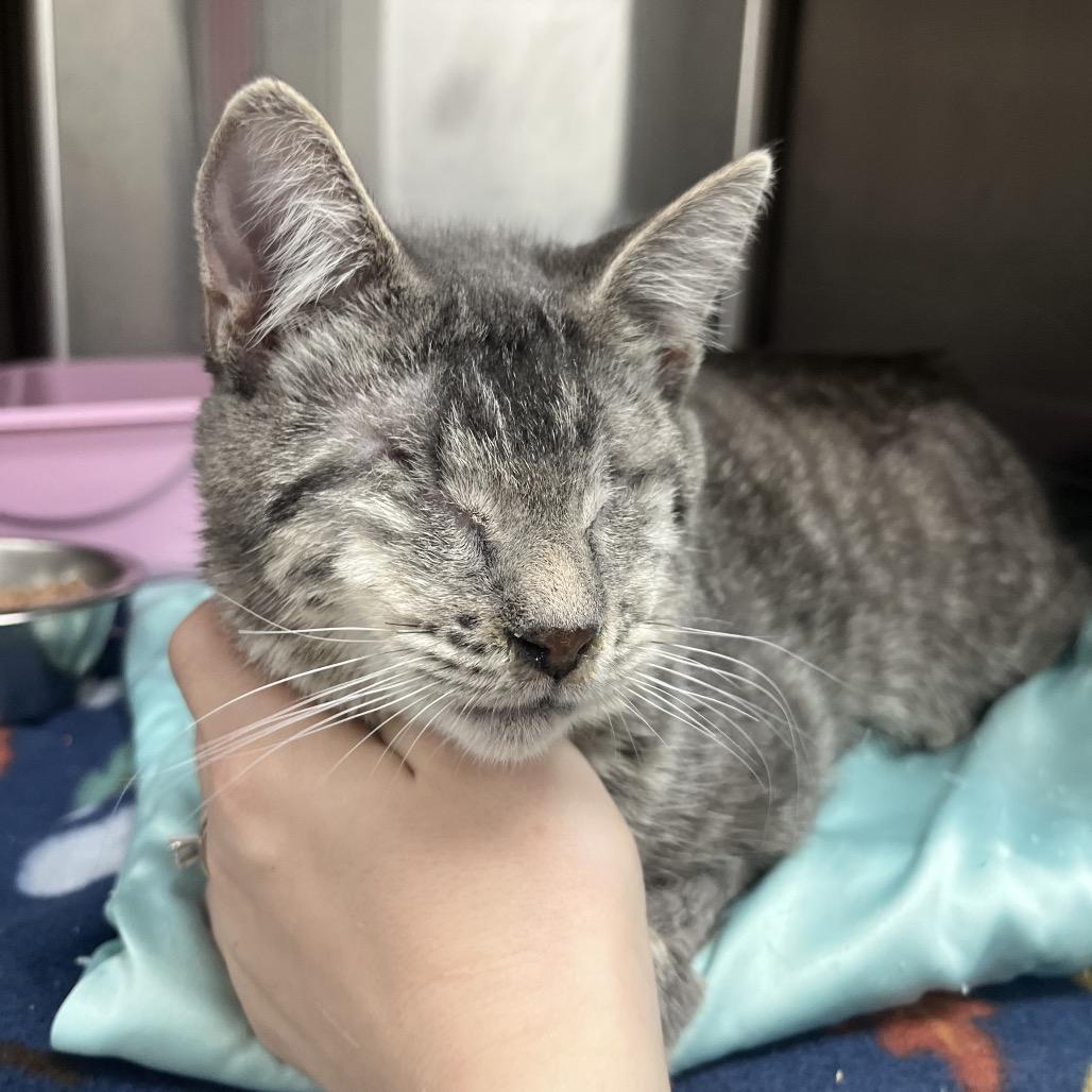 Kuiama — thumbnail 4