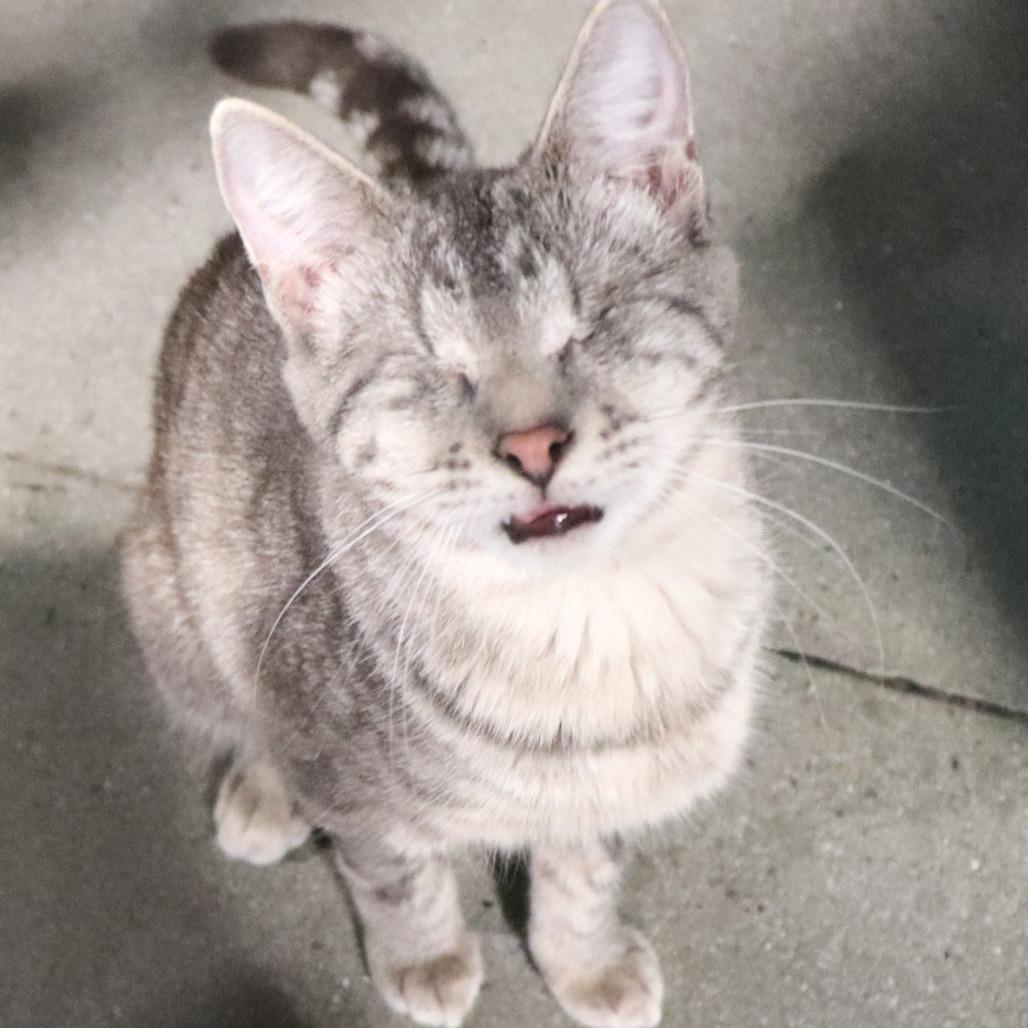 Kuiama — thumbnail 6