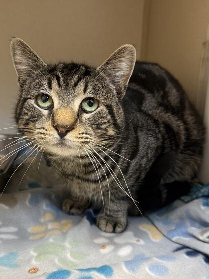 Mr. Pickles, Adoptable, Adult Male Domestic Short Hair & Domestic Short Hair.