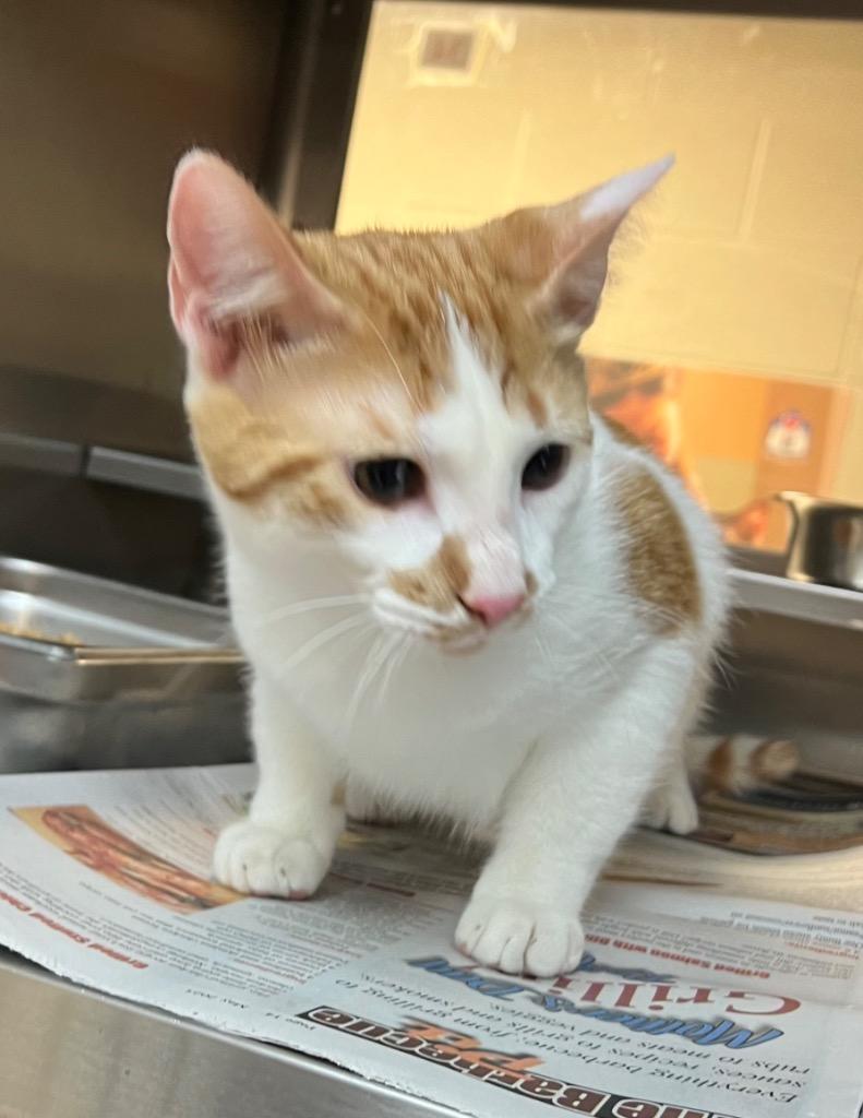 Chico, Adoptable, Young Male Domestic Short Hair.